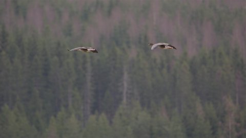 Two grey geese flying above a forest in Sweden, slow motion pan left