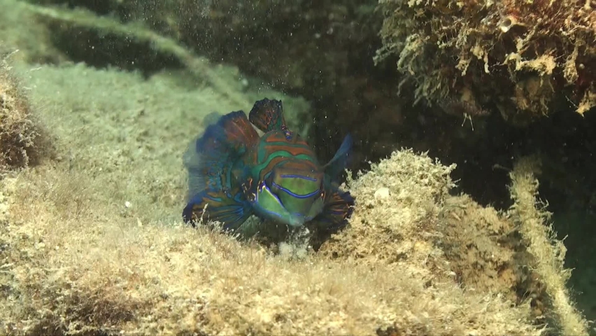 Mandarin fish feeding and spitting sand through gill openings on coral reef wide angle shot