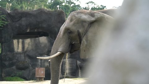 Footage of Elephant The Largest Land Animal from head to butt.