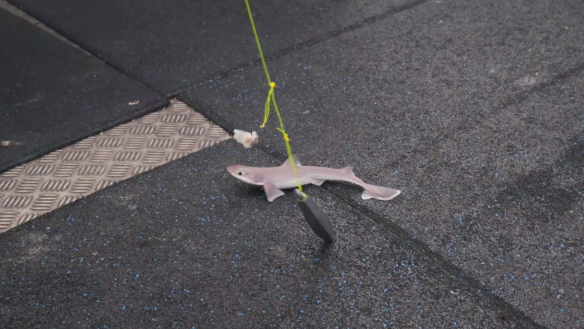 Close up shot of fishing baby shark from the ocean lying on the boat. Slow motion shot.