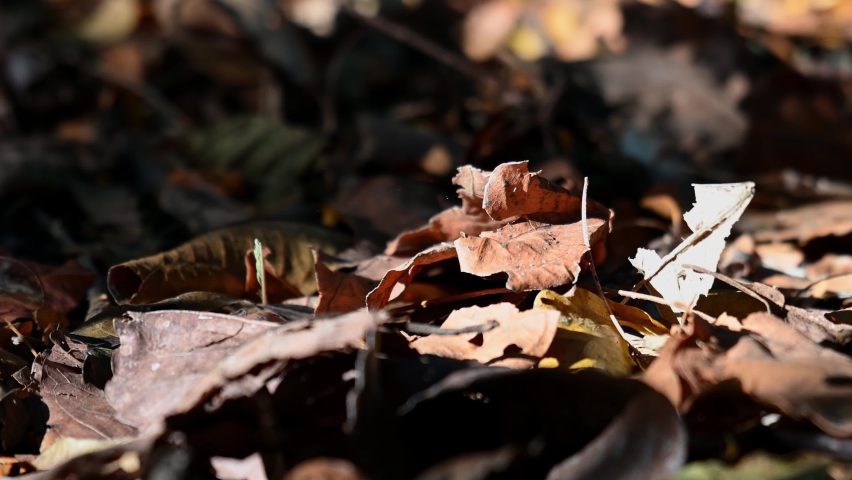 Dried Leaves on the Forest floor, a zoom out of dried leaves on the forest floor during a very hot summer day in Thailand.