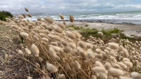 Hare's Tail Grass Blowing In The Wind At Kaikoura Coast In New Zealand. - close up