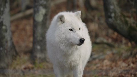 Arctic Wolf Looking Away From Camera And Then Yawn In Safari Park Of Parc Omega In Quebec, Canada. - slow motion