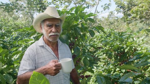 An elderly farmer drinking a cup of coffee in the middle of the actual coffee plantation field in El Salvador.