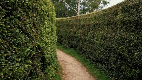 Walking At The Narrow Passage Between Vertical Hedges At Bago Maze and Winery In Wauchope, NSW, Australia. - POV