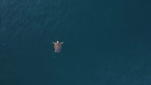 High drone view looking down at a sea turtle as in gracefully floats on the blue ocean surface.