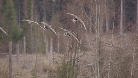 A flock of grey geese landing in a field in Sweden, slow motion wide shot