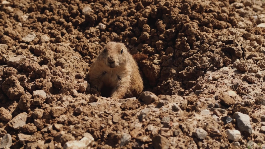 Curious wild prairie dog checks out stranger approaches it