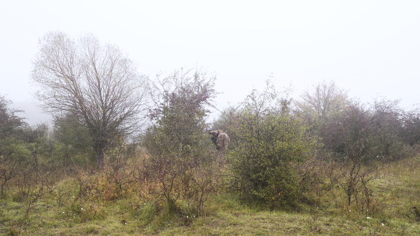 European bison bonasus in a dense foggy thicket,eating leaves,Czechia.