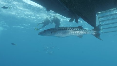 A large Barracuda swims underneath a scuba diving boat while people climb out of the water using a ladder
