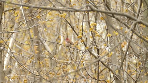 Purple Finch Or Rose Finch Sitting on a Branch and Takes Off, Long Shot
