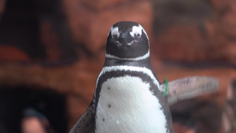 Close up to the cute magellanic penguin scratching with its beak.