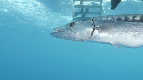 A close up of a large Barracuda swimming underneath a scuba diving boat on the Great Barrier Reef