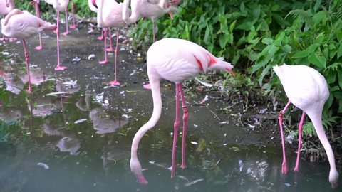 Footage of a group of pink greater flamingo.