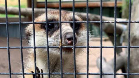 Close-up of meerkats in a cage at a zoo in South Africa