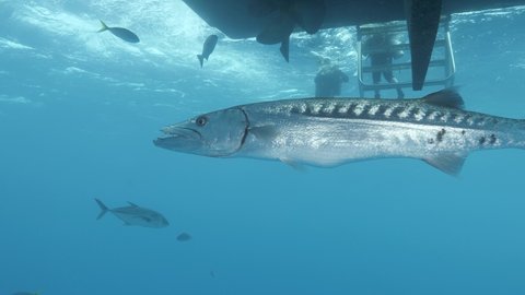 A large Barracuda swims curiously below a scuba diving boat while divers climb out of the water using a ladder