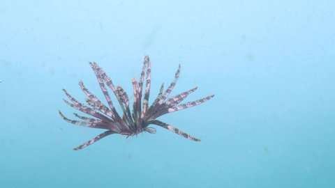 A colourful Crinoid brittle star tucks in its plant like arms and quickly falls down through the water