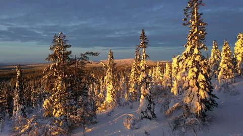 Aerial view over sunlit, snow covered trees, revealing fells and forest, sunset, in Lapland - tracking, drone shot