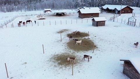 Aerial view of Reindeer inside a fence, winter, in Lapland - orbit, drone shot
