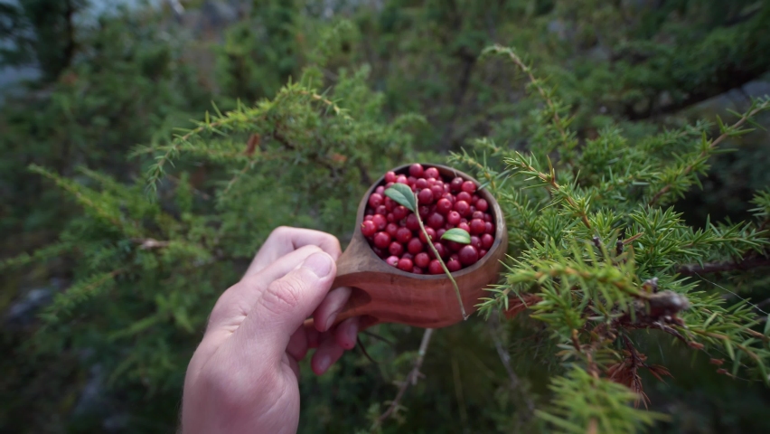 A Person Holding a Cup of Lingonberries in a Pine Tree Forest In Finland