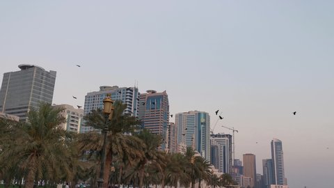 Sharjah, United Arab Emirates - May 11, 2021.Crows on date palm tree, crows gathering, flock of crows. Birds group. Crow crowd in city.
