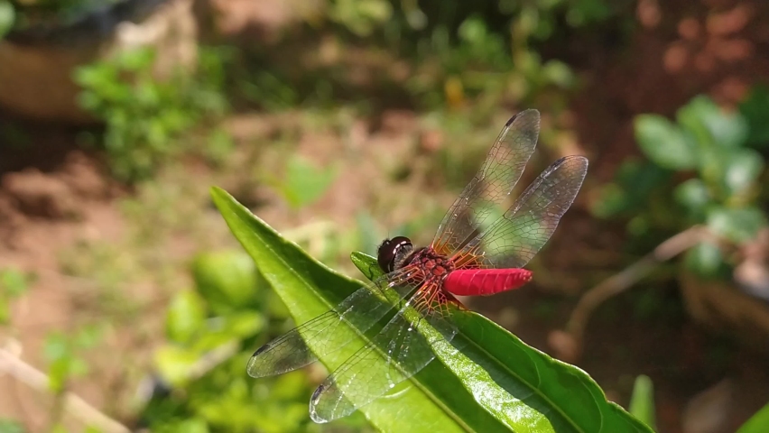 Dragonfly on green leaf tip with a blurry background. close up macro side view of isolated beautiful black and red color dragonfly relaxing on a tip of plant quickly fly away with blowing wind.