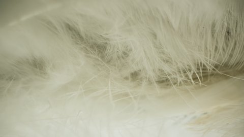 Natural down and feathers of a bird close-up. Nice shot from the inside.