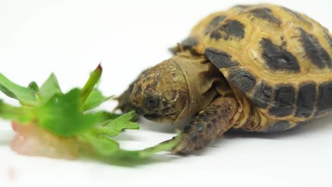 Close Up Of Tortoise Biting Leaf