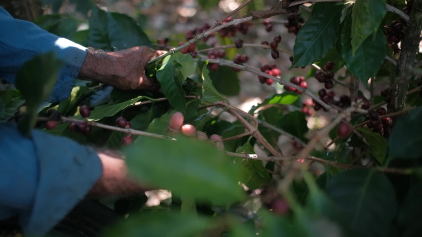 Farmer picking ripe Arabica Coffee in Costa Rica. 
Harvesting coffee berries by agriculturist hands.
Worker Harvest arabica coffee berries on its branch. Royalty-Free Stock Footage #1073447381