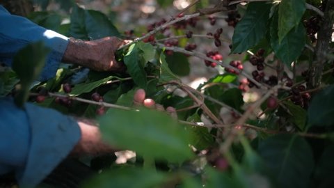 Farmer picking ripe Arabica Coffee in Costa Rica. 
Harvesting coffee berries by agriculturist hands.
Worker Harvest arabica coffee berries on its branch.