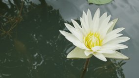 Close-up 4K with copy space video of blooming lotus or lily flower water with white and yellow petal floating on clear water with reflection shows beautiful and calm feeling for buddhism flora.