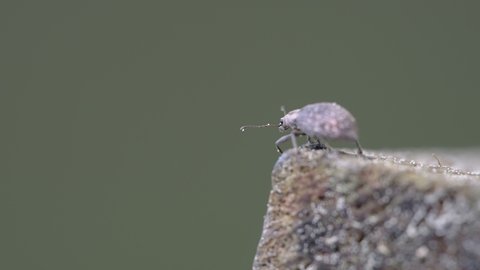 The crawling weevil beetle on the tree log as seen on a closer look