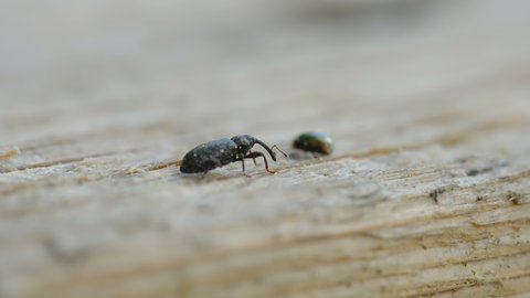 A look of the small weevil beetle on the plank in black color