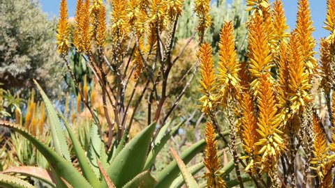 Aloe succulent plant yellow flower, California USA. Desert flora, arid climate natural botanical close up background. Vivid orange bloom of Aloe Vera. Gardening in America, grows with cactus and agave