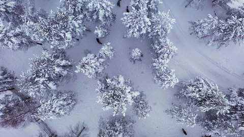 Aerial view of Reindeers in a snowy winter forest, in Lapland - overhead, drone shot