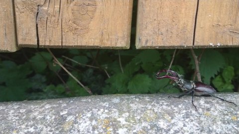 Stag Beetle (Lacunas Cervus) walking on concrete under wooden fence