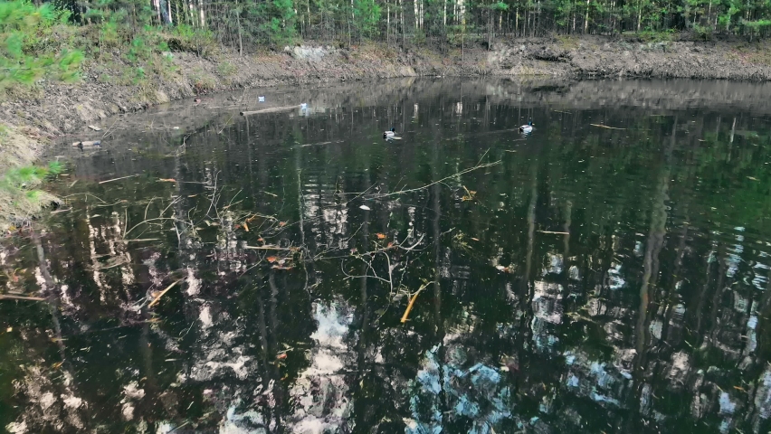 The copter flies over the water, where two wild ducks with a beautiful multi-colored color swim in a forest lake, coniferous trees are displayed in the water. Close-up. Drone video.