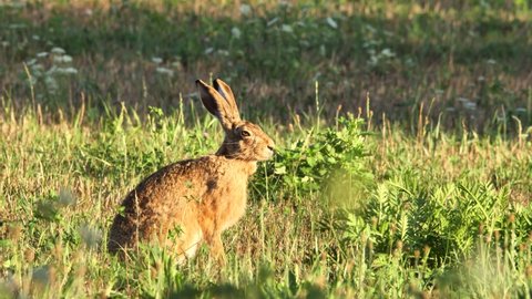 European Hare sitting in the grass  (Lepus europaeus)	