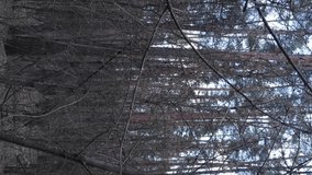 Vertical video of trees in a pine forest, slow motion