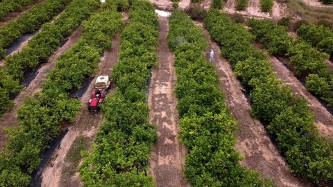 pesticide spray aerial. Drone Weed control spray fumigation Industrial chemical agriculture. Man spraying pesticides, pesticide, insecticides on fruit lemon growing plantation. Man in mask fumigating.