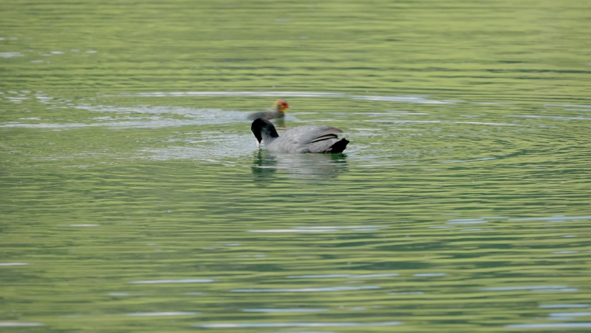black coot swims with its young on the lake looking for fish to feed under the water during the day without people