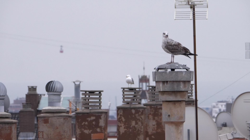 Seagulls perched on a rooftop vantage point grooming and resting