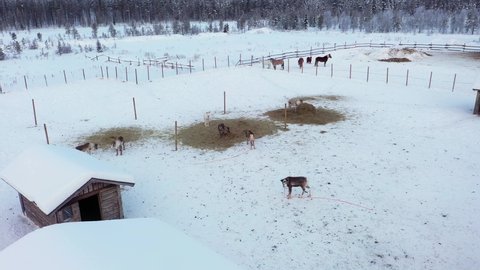 Aerial view around a herd of Reindeers inside a fence, winter day, in Lapland - Rangifer tarandus - orbit, drone shot