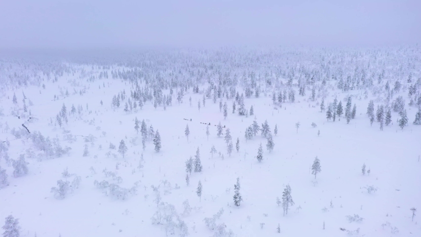 Aerial drone view approaching a group of husky dog sledding in snowy forest, blizzard, winter day, in Lapland Royalty-Free Stock Footage #1073474753