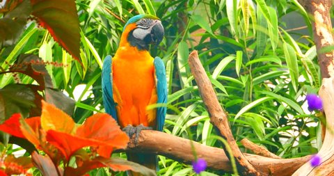 4K Parrot Close Up, Jungle Foliage on Perch