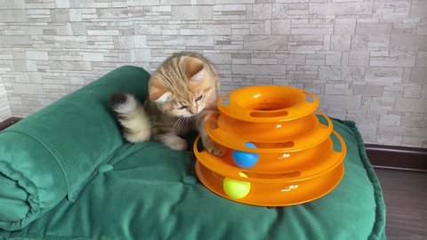 4k Cat toy.Llittle red ginger striped kitten playing with cat toy on green cat bed. Cat catching balls. Adorable pets 