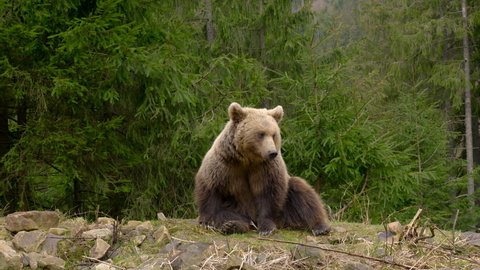 A big brown bear in the forest. Wild Nature. Life in Forest, Dangerous Animals. Wild Free Life Hight in the Mountains