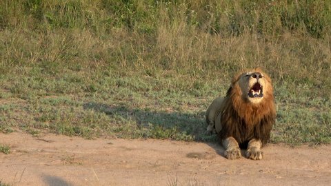 Roaring male lion (panthera leo) laying on the ground