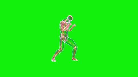 Athlete X-Ray Boxing, Side View, Seamless Loop, Green Screen Chromakey
