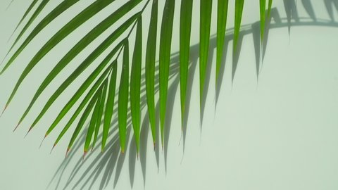 Palm leaf background. Green leaf of a tropical palm tree on a colored sunny background. Minimal art creative concept.